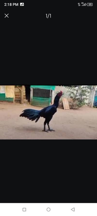 breed aseel heera my WhatsApp number 03410473472