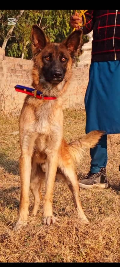 Alsatian mail 7 month for sale