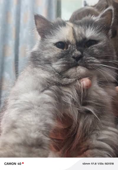 Persian cat
