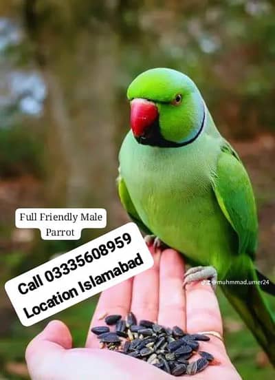 Hand Tamed Full Friendly Green Ring Neck Male Parrot Jumbo Size
