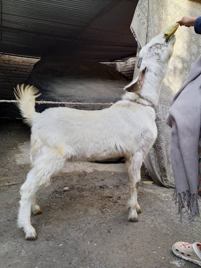 Betal dasi bread hited bakra