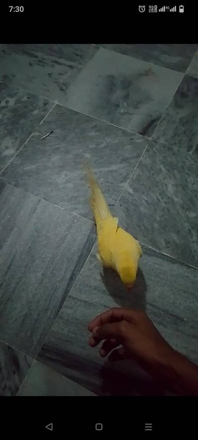 yellow ringnack patha  tame zero bit