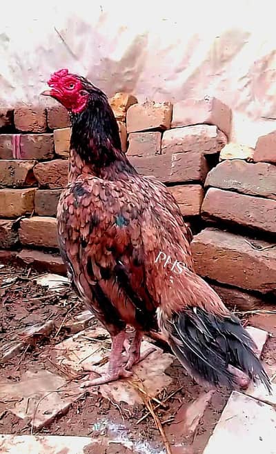 Amroha hens