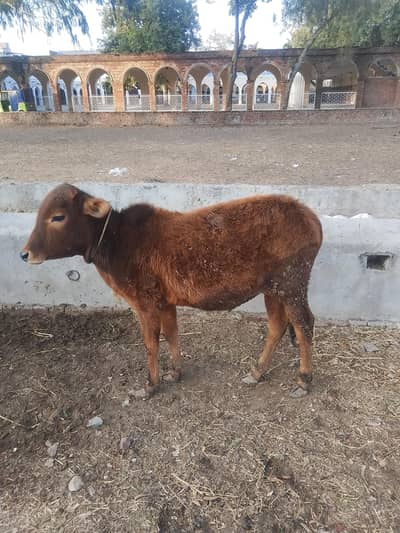 Desi wacha contact no 03096560608