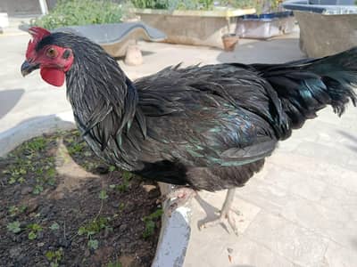Australorp Male