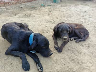 full trend black colour