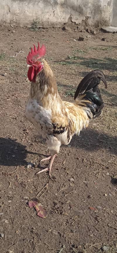 onemurga three murgiyan eggless