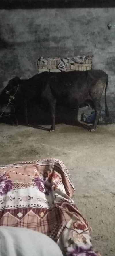 cow for sale