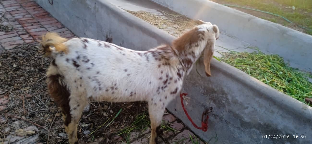 بکرا برائے فروخت 1