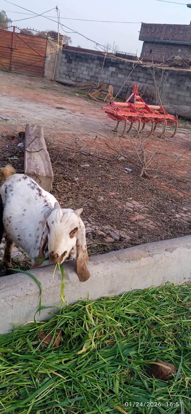 بکرا برائے فروخت 3