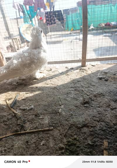 white breeder female