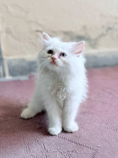 Fluffy Persian kittens. Litter trained. very friendly and playful