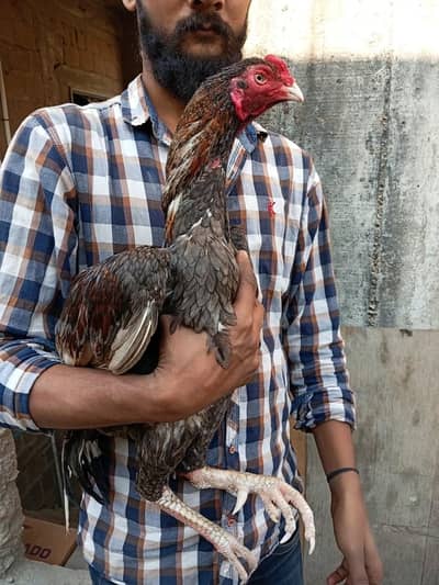 Mashallah High Quality sleta 03422719740