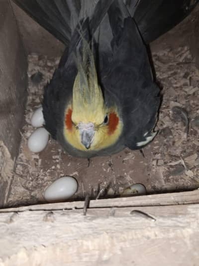 Cocktail breader pair & 2 lovebird pair  granted breader pair for sale