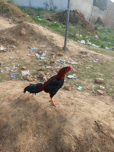 all birds for sale in Jhelum dina