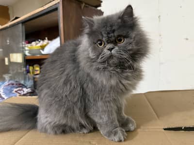 Triple Coat Male cat