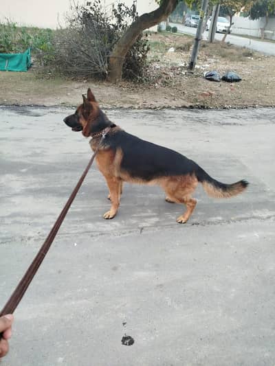 German Shepherd