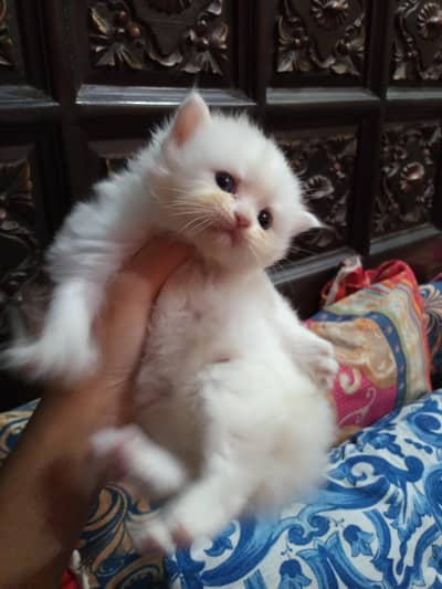 High quality Persian kitten For Sale