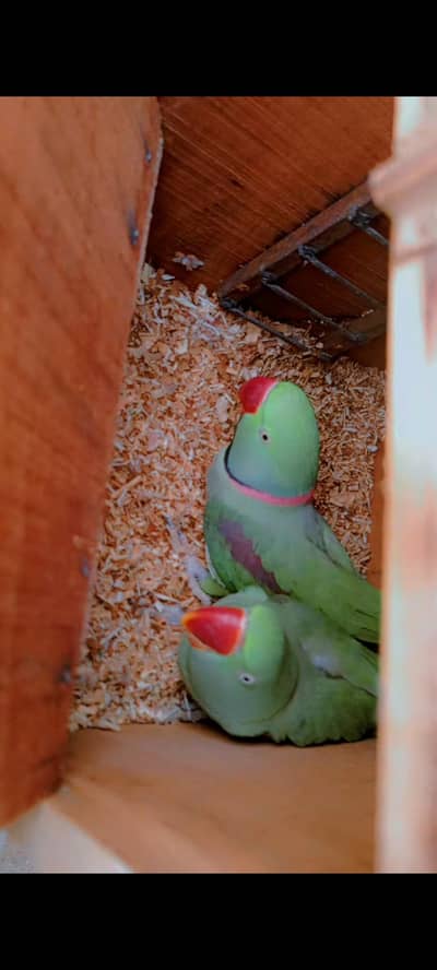 Raw Breeder pair with history