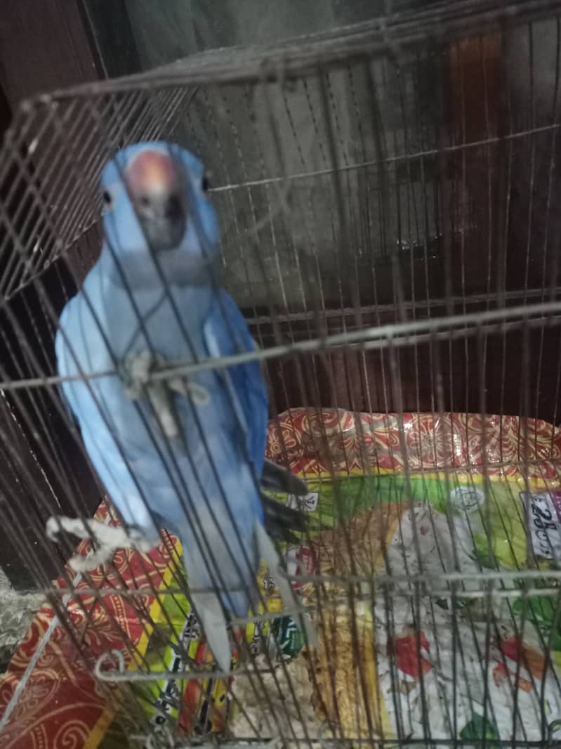 Blue ringneck 1