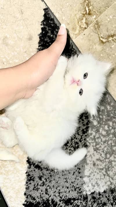 White Persian male kitten full punch face with triple coat