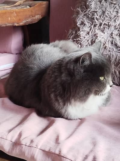 Healthy 2-Year-Old Male Persian Cat – Fluffy & Playful