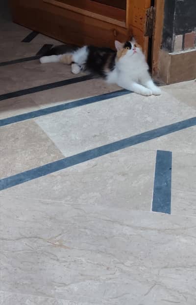 Persian Calico Cat