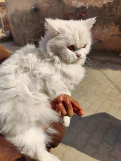 Pure White female Persian Cat