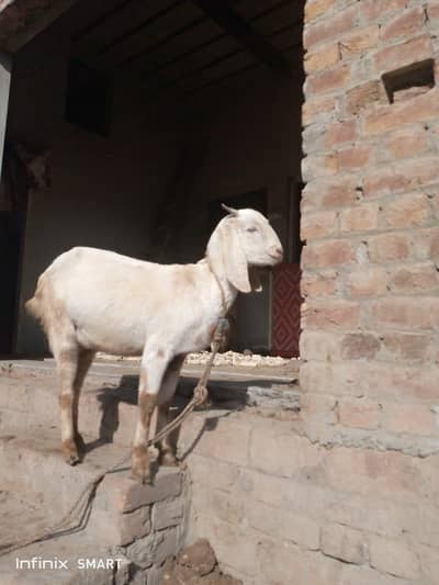 Cross breed goat