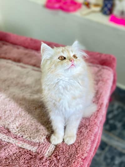 bi Color beautiful kitten avl triple coated  03190428710