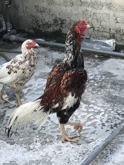 Aseel O33Z 33 I6I 33 whattsapp or phone