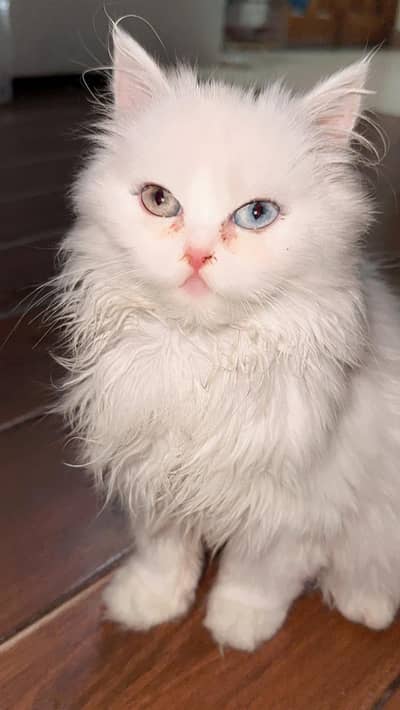 Persian cat for sale