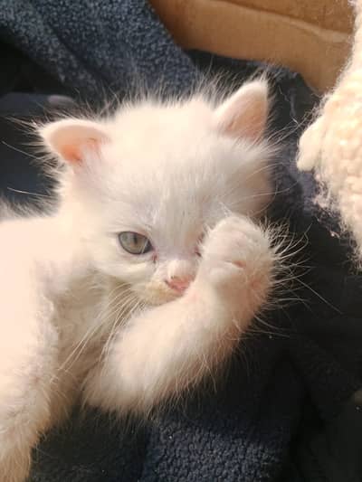Persian Kitten