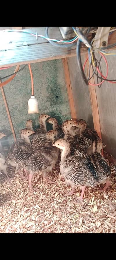 turkey chicks