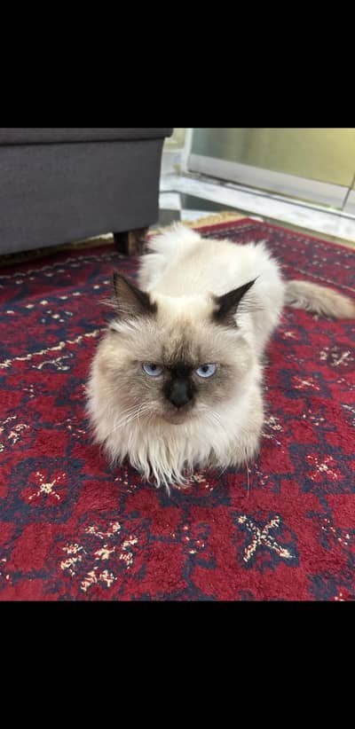 himalyan persian  Male cat for sale