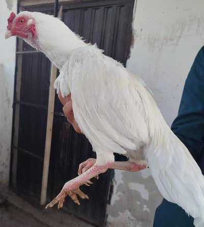 Herra aseel paper white