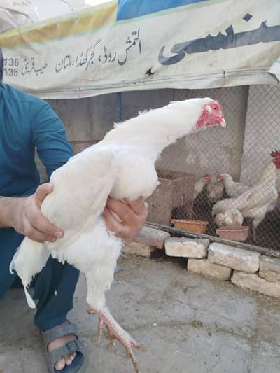 Herra aseel paper white