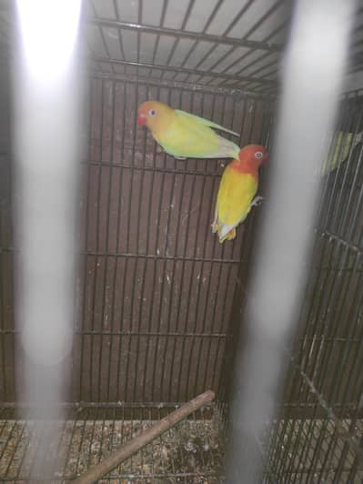 Decino, Lutino Fisheri, Parblue Opaline, Blue Fisheri