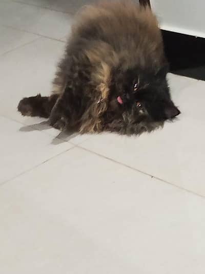 sale urgent pair 20k