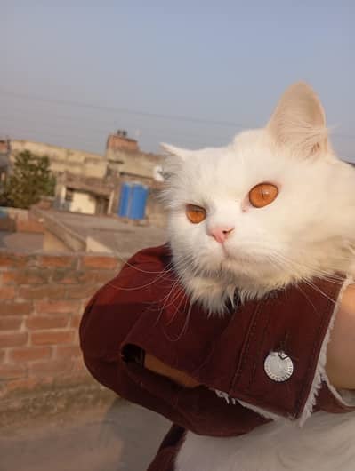 Turkish Breed cat for sale