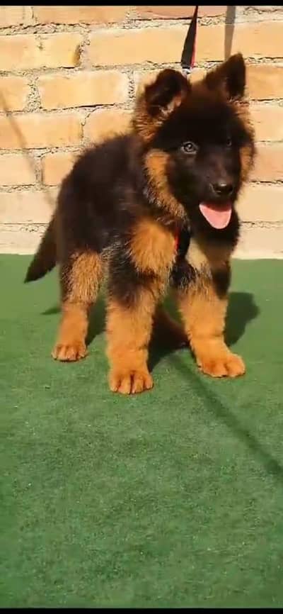 German shepherd puppy for sale 0309=0097784