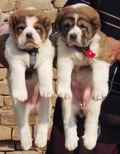 Alabai Dog| King Alabai | Alabai puppy| Alabai | Alabai