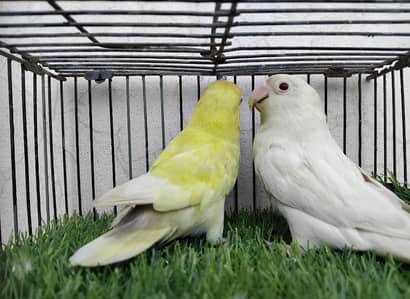 breeder love bird pair  albino and parblue pasteleno