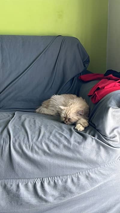 Need triple coated male 4 matting