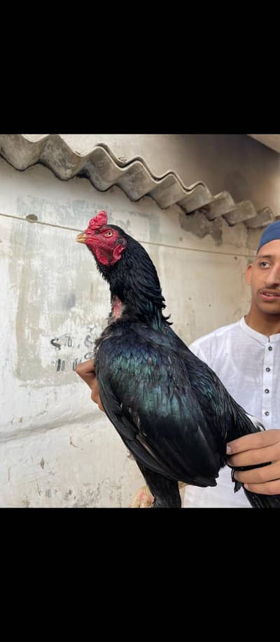 pure lasani breader ha