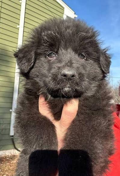 German Shepherd long coat puppy Top class breed black German