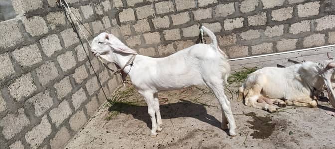 gulabi bakre ka pair male female both