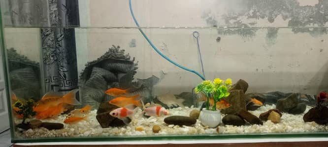 fish aquarium all set available ha