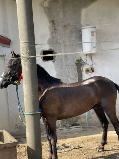 Wachera for sale ha boht achi bloodline ha hight 60 inch