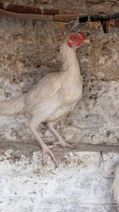 herra aseel female white nok nlli